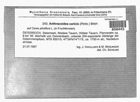 Anthracoidea caricis image